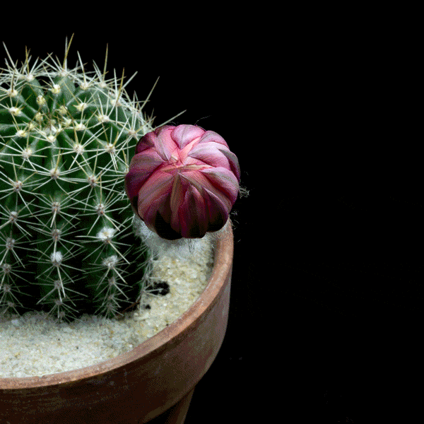 Slow-Motion of Blooming Flowers