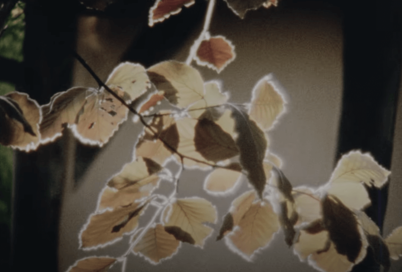 Bibio - Crocus