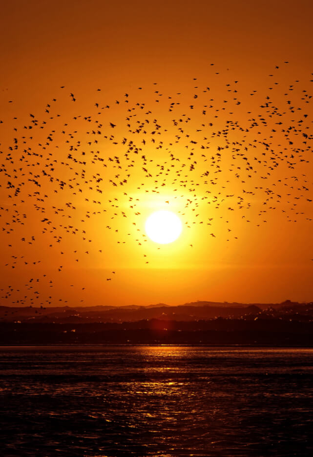 STARLING