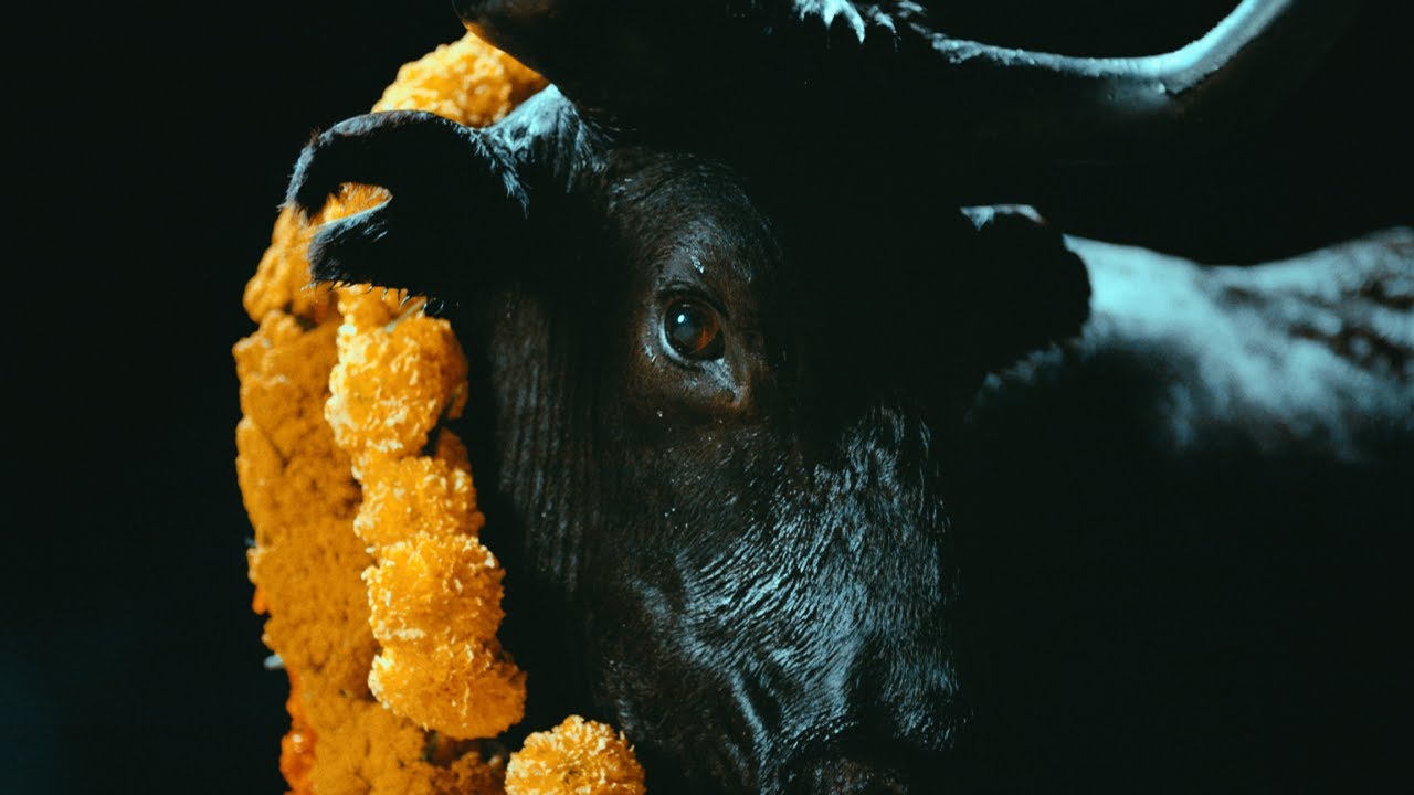 Foals - Black Bull