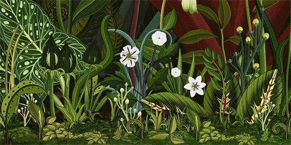 The Story of Flowers