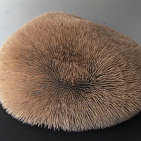 MOVING SCULPTURES