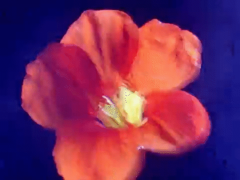 Bicep - Apricots
