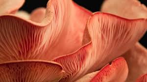 Pink Oyster Mushrooms