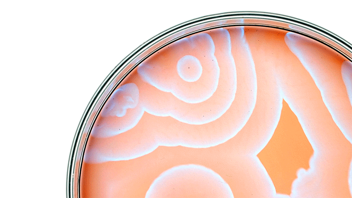 Envisioning Chemistry: Chemical Patterns