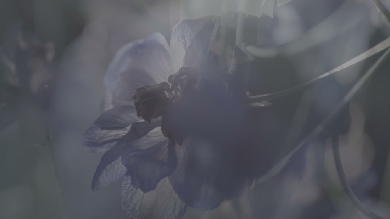 Bon - Pantheon - Flora 4k